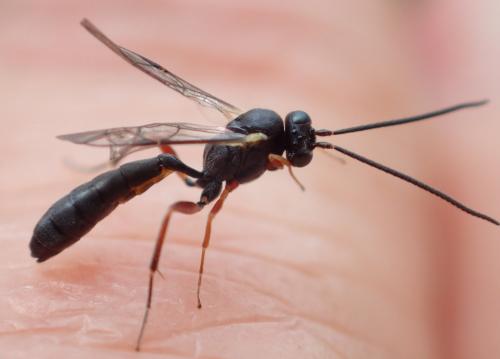 Réf. 273 616 : Campopleginae inconnu